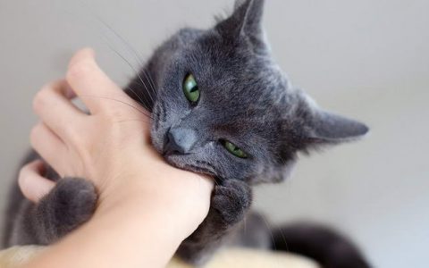 为什么你的猫咪会突然咬你？