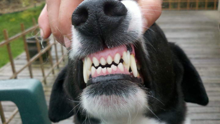 七招教你保护好宠物狗的牙齿
