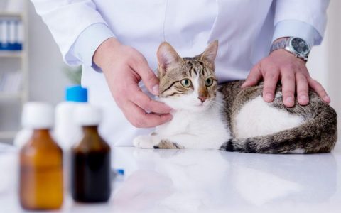 宠物医生警告：猫咪得肾病的几率高的吓人
