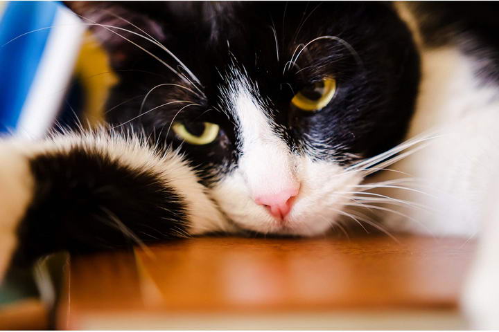 宠物医生警告：猫咪得肾病的几率高的吓人