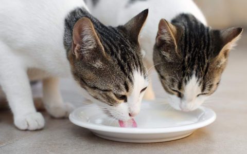 猫咪喝到足够的水了吗：宠物猫喝水量计算公式