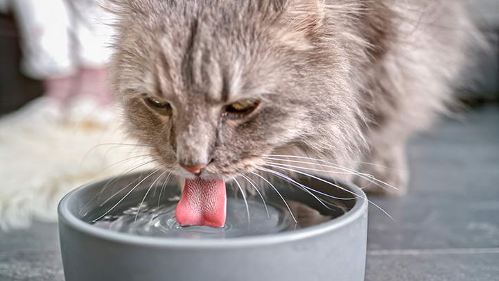 猫咪喝到足够的水了吗：宠物猫喝水量计算公式