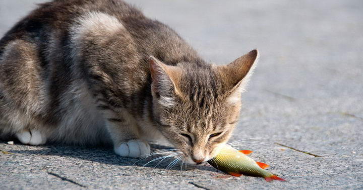 猫咪不能吃未经煮熟的鱼类鱼肉