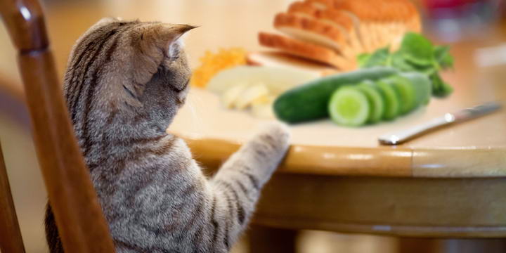 猫咪可以吃素吗？