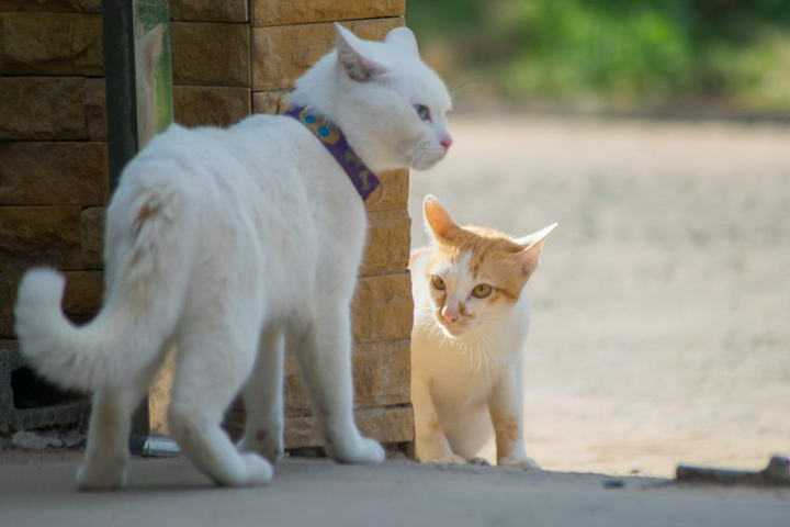 养第二只猫的注意事项，新猫老猫的初次见面