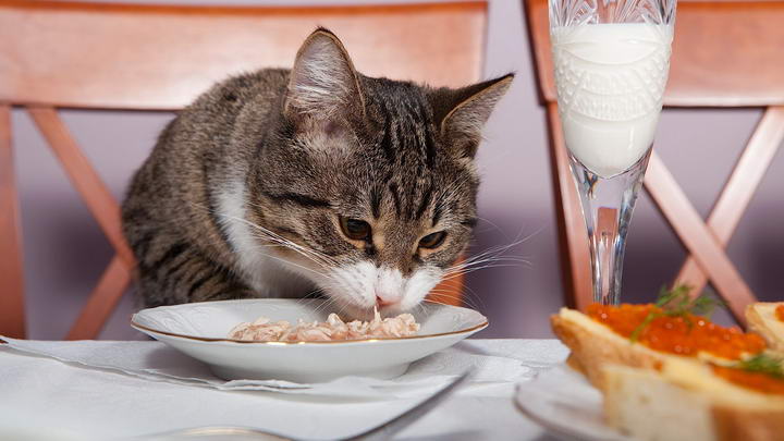 为什么猫咪会吃太快？如何帮助宠物猫放慢进食速度？
