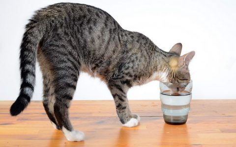 猫咪为什么不喝水盆里的水？哪些原因导致宠物猫不喝水