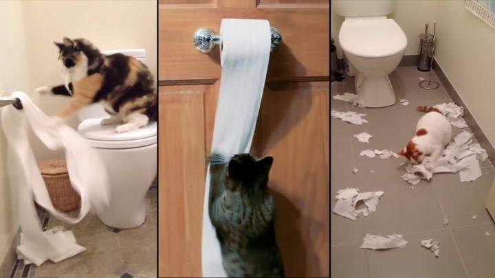 如何防止猫咪玩卷纸？宠物猫祸害厕所卫生纸怎么办？