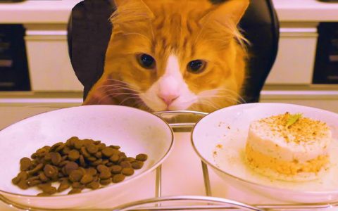 为什么猫咪要多吃湿猫粮？