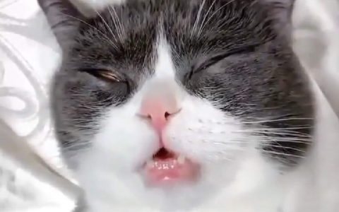 【搞笑视频】萌猫咪睡觉打呼声音像拖拉机