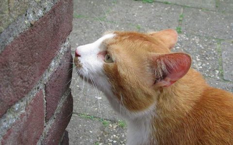 为什么猫咪喜欢用鼻子到处闻东西？