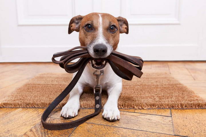 出门遛狗一定要牵狗绳，否则容易产生四大后果