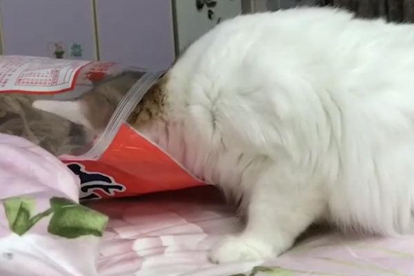 猫咪：吼……铲屎的又偷藏好吃的东西，被本喵发现了吧！（图／翻摄自Youtube@猫与香菜）