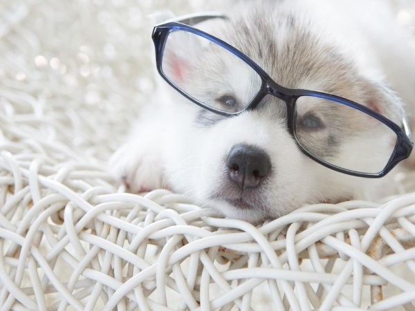 宠物猫狗常见眼睛疾病和眼睛清洁工作