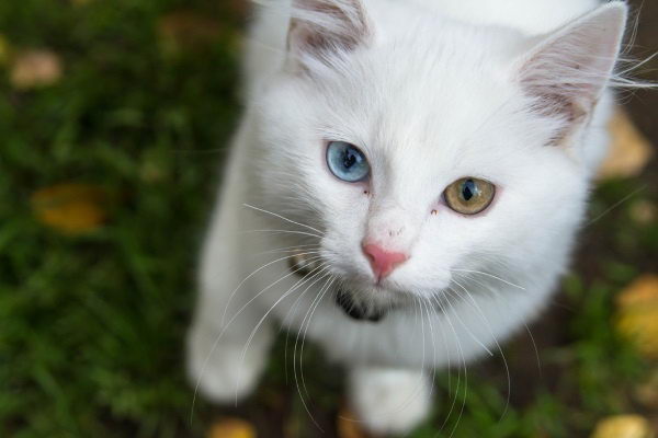 宠物猫狗常见眼睛疾病和眼睛清洁工作