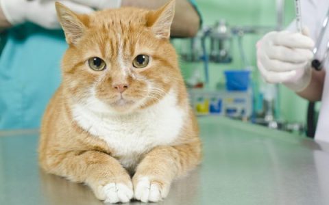 猫咪肾衰竭的症状和预防措施
