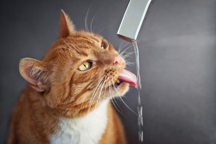 猫咪喝水能喝矿泉水么？