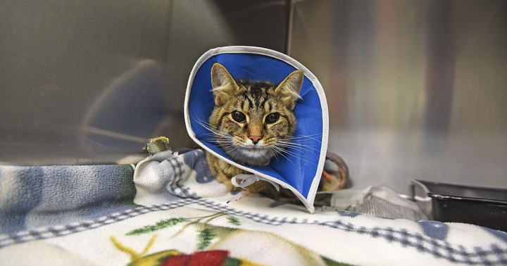 猫咪意外受伤以后该如何正确的处理伤口？