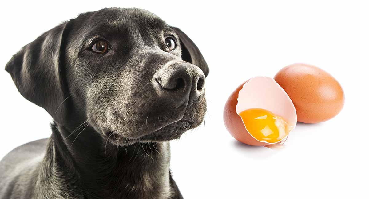 狗狗能吃生鸡蛋么？