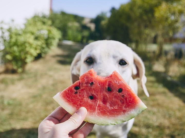 狗狗可以吃西瓜吗？宠物狗如何正确的吃瓜