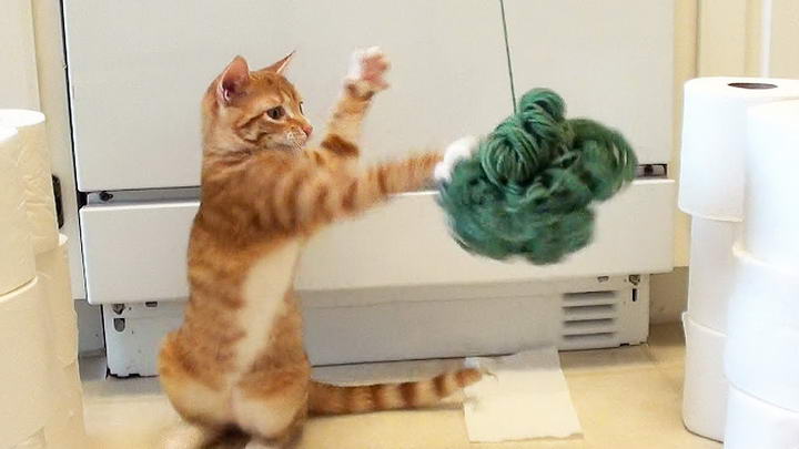 不要给猫咪玩毛线球玩具，宠物猫玩毛线球很不安全
