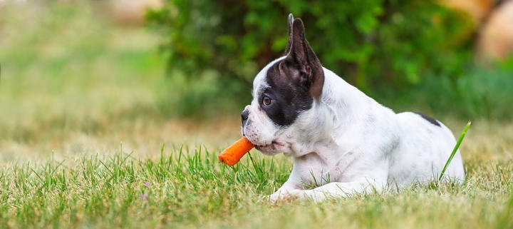 狗狗可以吃胡萝卜么？宠物狗吃胡萝卜的好处