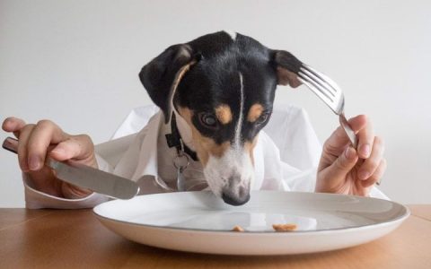 常见宠物猫咪和狗狗不能吃的食材，及误食会引起哪些疾病