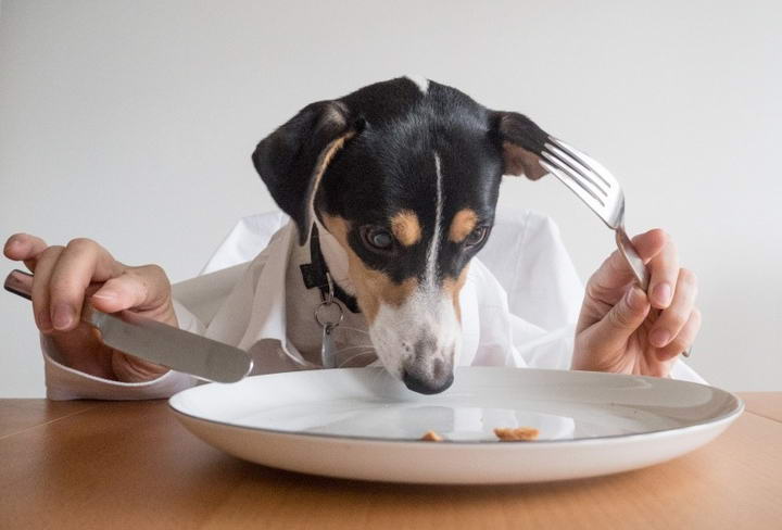 常见宠物猫咪和狗狗不能吃的食材，及误食会引起哪些疾病
