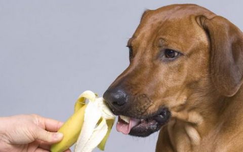 狗狗可以吃香蕉么？宠物狗吃香蕉的好处