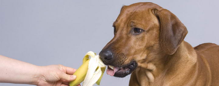 狗狗可以吃香蕉么？宠物狗吃香蕉的好处