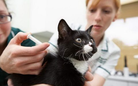 宠物猫核心与非核心疫苗接种种类和时间表