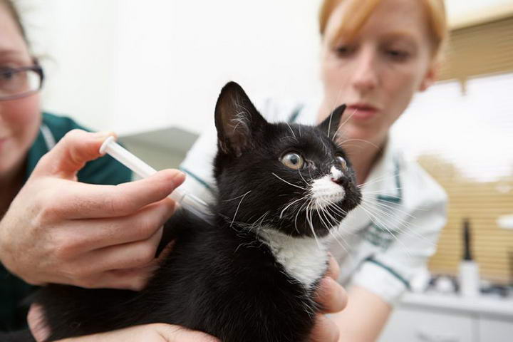 宠物猫核心与非核心疫苗接种种类和时间表