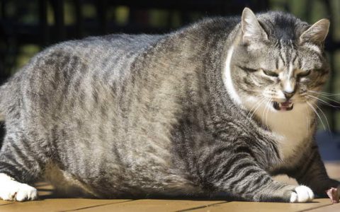 为什么绝育以后的猫咪会变胖成肥猫？