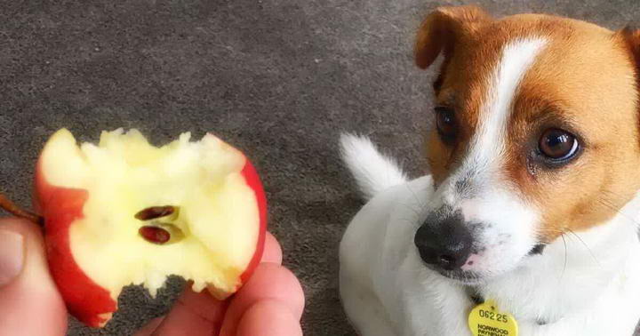 狗狗可以吃苹果么？宠物狗吃苹果的好处