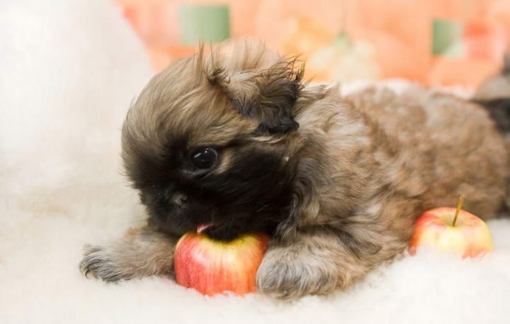 狗狗可以吃苹果么？宠物狗吃苹果的好处