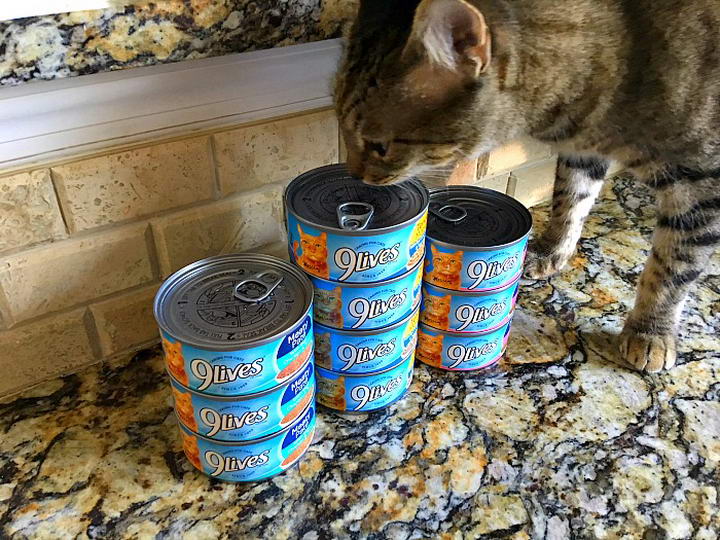 如何为猫咪选择猫罐头？