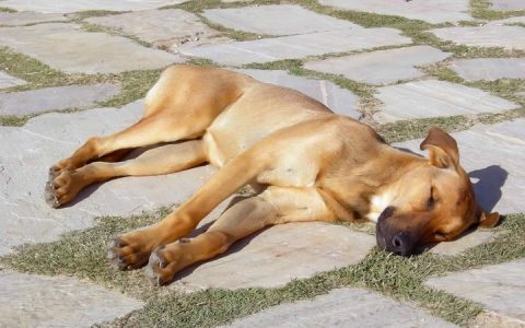 夏天防止狗狗中暑的5点注意事项