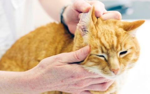新手必看：猫咪和狗狗耳朵护理注意事项
