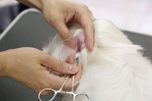 新手必看：猫咪和狗狗耳朵护理注意事项