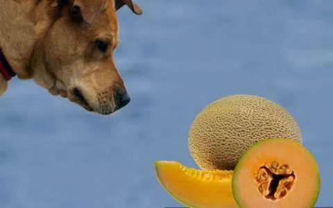 狗狗可以吃哈密瓜么？