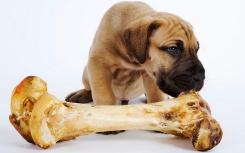 狗狗吃骨头安全么？宠物犬啃骨头好么？