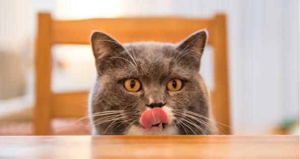 可以给猫咪喂人吃的东西么？