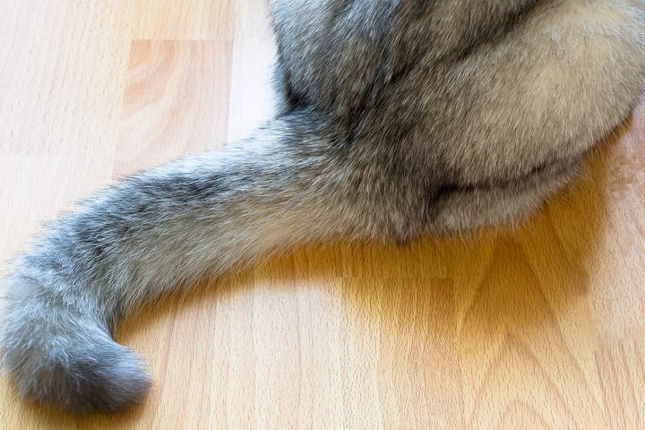猫咪尾巴的四个作用 大王猫 专注于猫咪和狗狗的宠物网站
