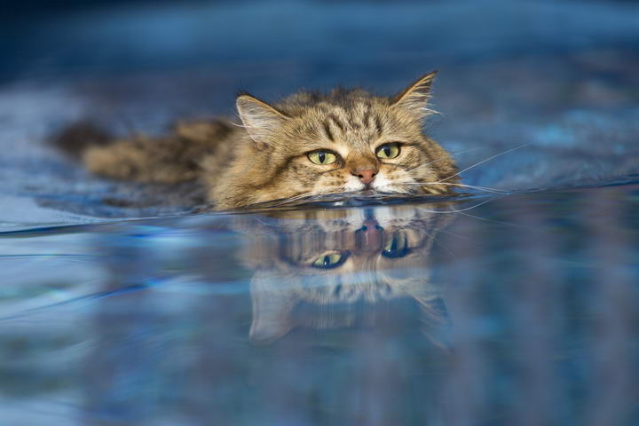 为什么猫咪会怕水？宠物猫讨厌洗澡怎么办