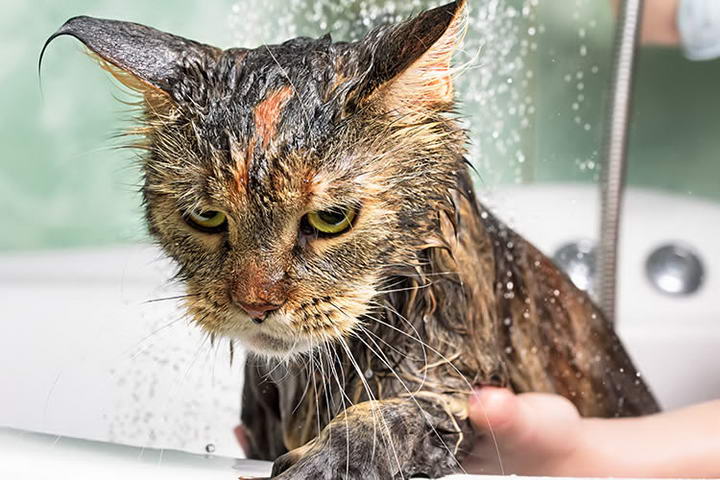 为什么猫咪会怕水？宠物猫讨厌洗澡怎么办