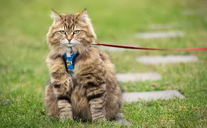 如何训练宠物猫能够接受猫咪牵引绳？