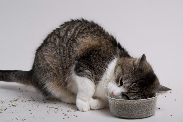猫咪吃下猫草后，会像是吸毒般突然反肚，甚至是在地上磨蹭。