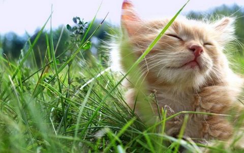 猫草猫薄荷对于猫咪有毒么？能不能天天吃