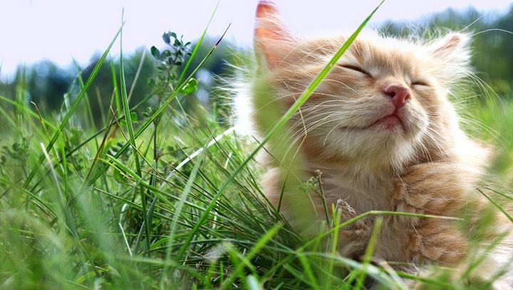 猫草不用天天喂，当是特别的奖励便好了。