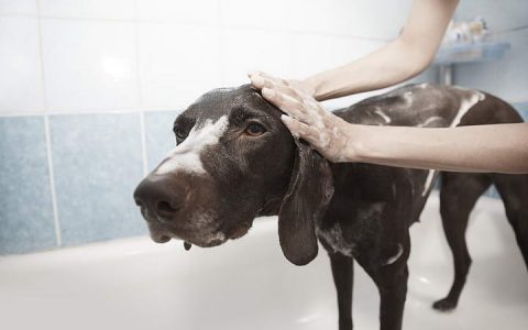 狗狗多久洗一次澡比较好？宠物犬的洗澡频率